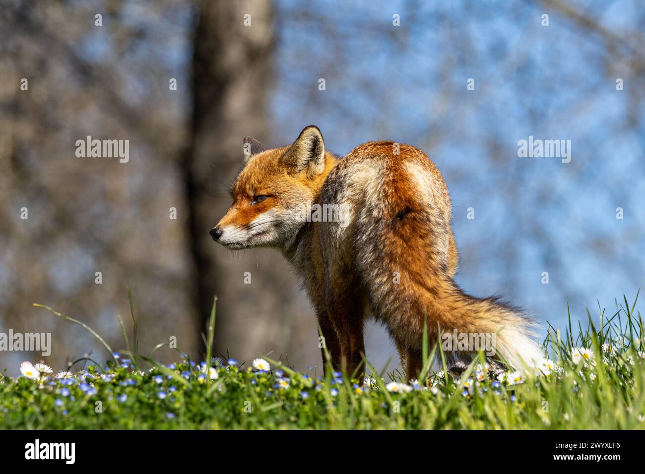 The beauty of the red fox in Italy Stock Photo