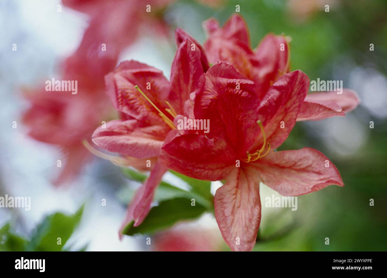 Rhododendron (Azalea mollis). Stock Photo