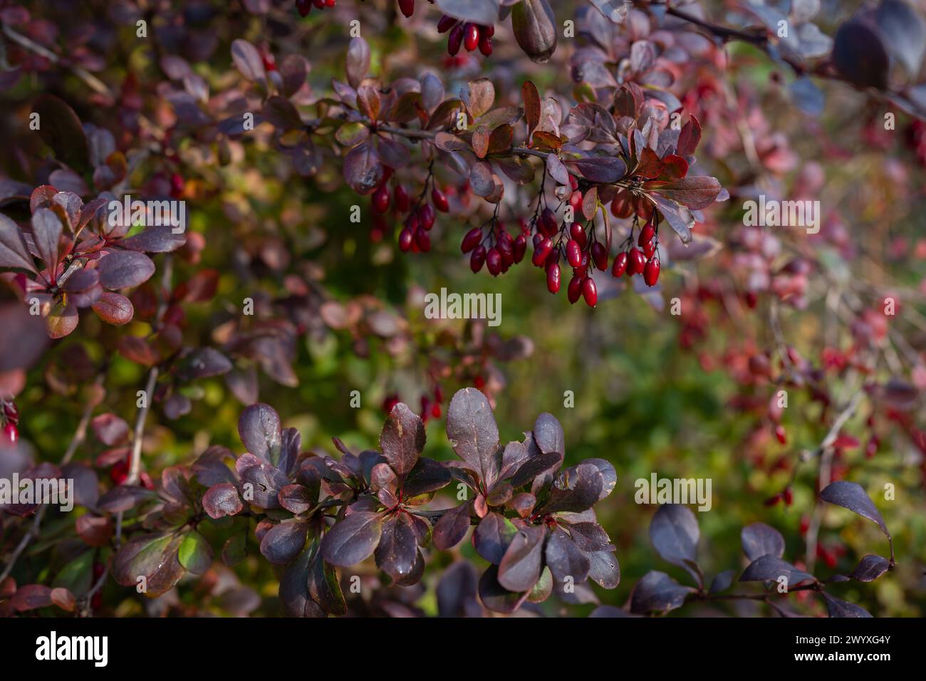 Barberry branch with berries in autumn. Berberis vulgaris, also known as common barberry. Cover design. Wallpaper background. Stock Photo
