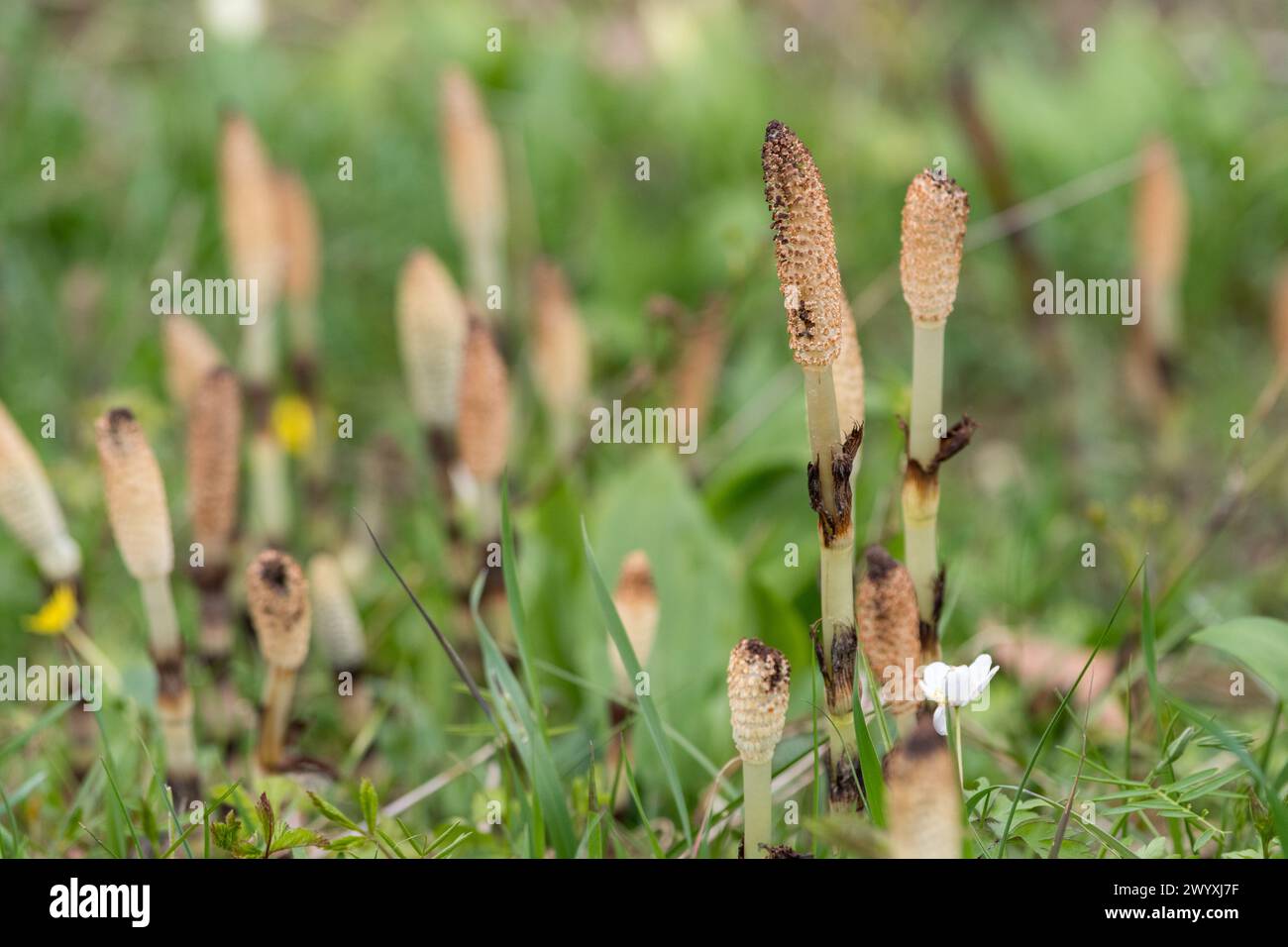 The great or maximum horsetail (Equisetum telmateia) in a meadow in northern Italy. Perennial herbaceous plant of the Equisetaceae family. The name co Stock Photo