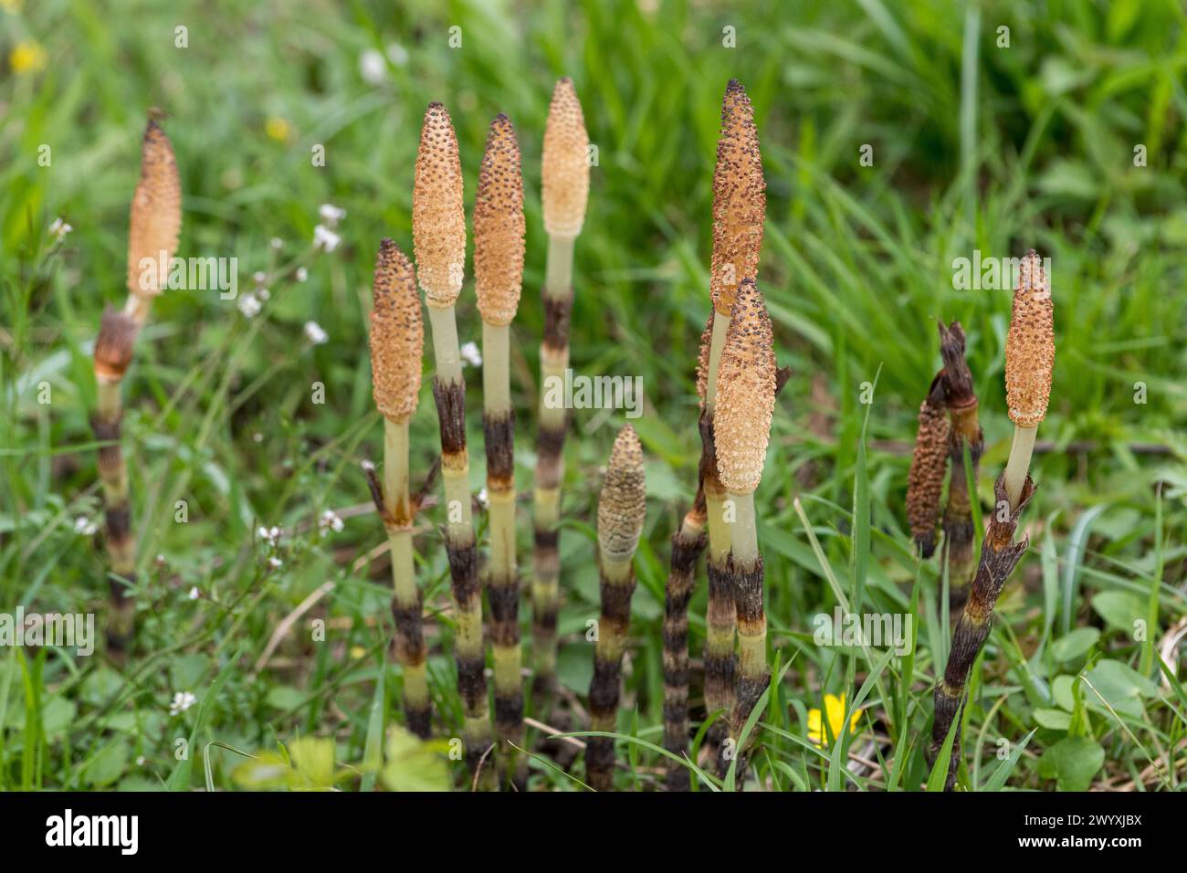 The great or maximum horsetail (Equisetum telmateia) in a meadow in northern Italy. Perennial herbaceous plant of the Equisetaceae family. The name co Stock Photo