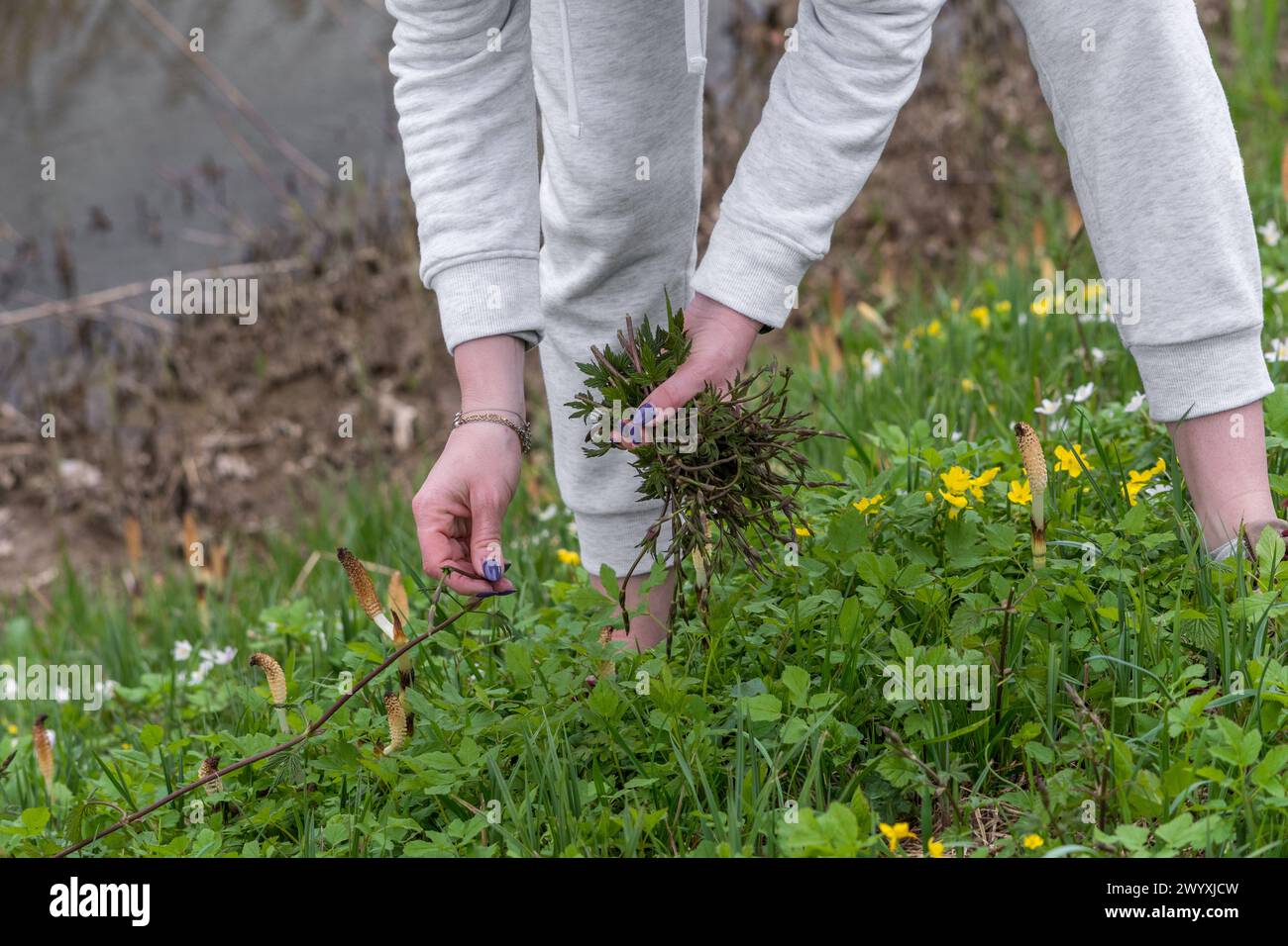 Woman collects Bruscandoli: wild herbs in a meadow in northern Italy where there are also horsetail plants (Equisetum telmateia). Perennial herbaceous Stock Photo