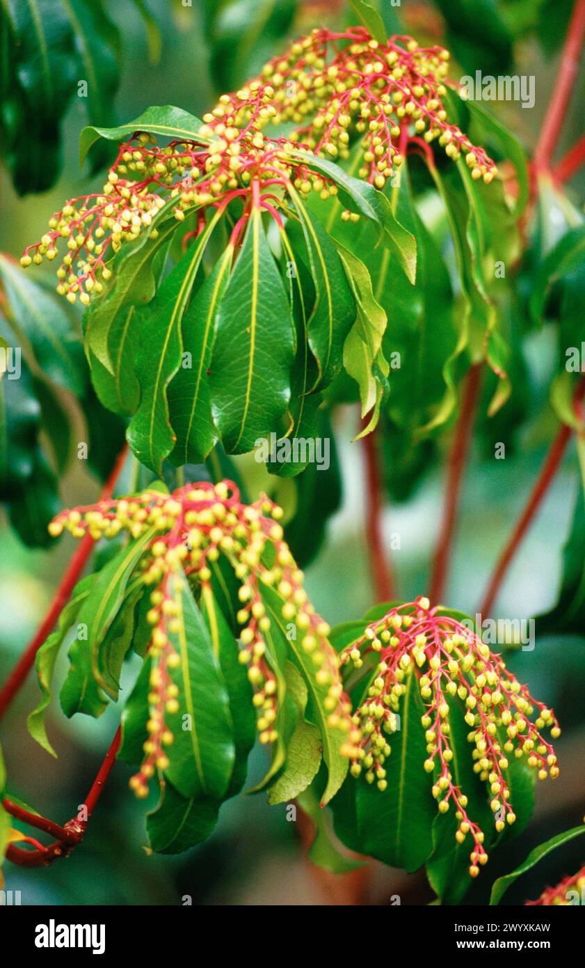 Japanese andromeda hi-res stock photography and images - Alamy