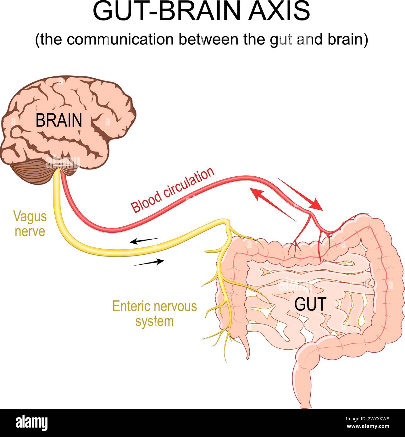 Gut-brain axis. The communication between the gut and brain. Blood circulation, Vagus nerve and Enteric nervous system from brain to  Gastrointestinal Stock Vector