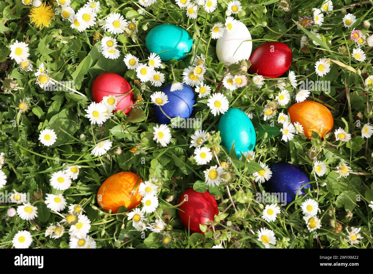 Closeup of colorful eggs in beautiful spring meadow on easter holiday outdoors in green graas.Traditional symbol for christian and catholic holiday. E Stock Photo