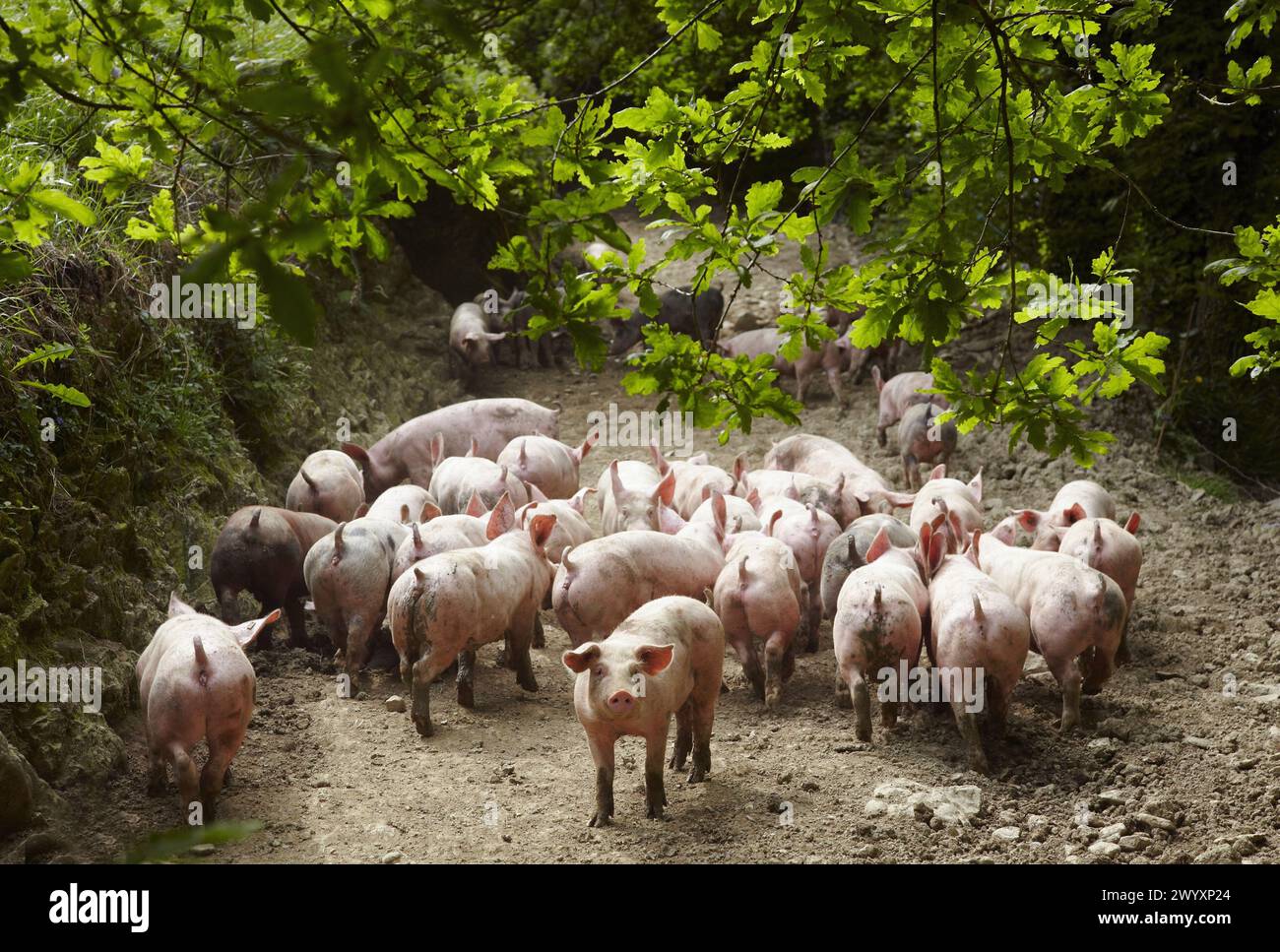 Pigs, Beizama, Guipuzcoa, Basque Country, Spain. Stock Photo