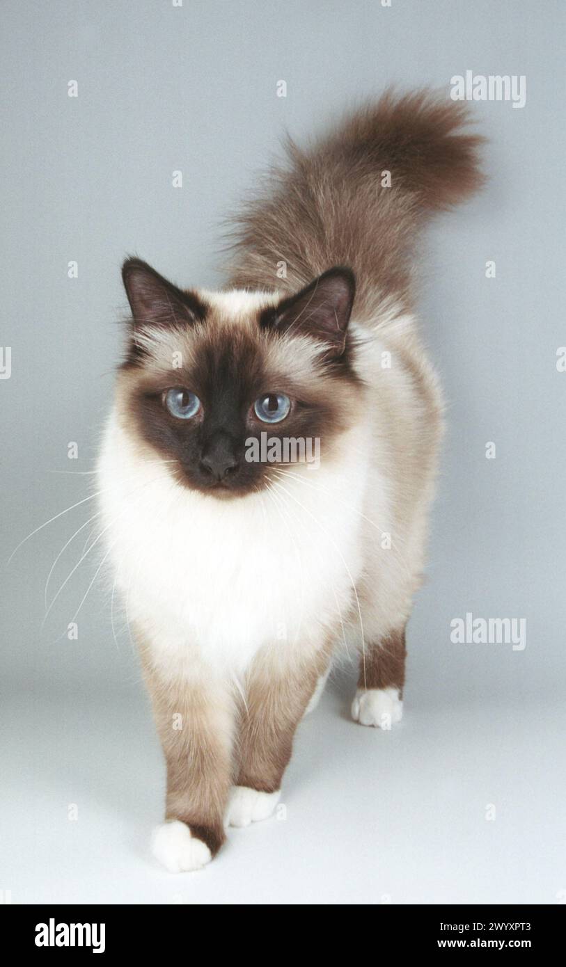 Birman Cat Seal Point Walking Forwards Stock Photo - Alamy