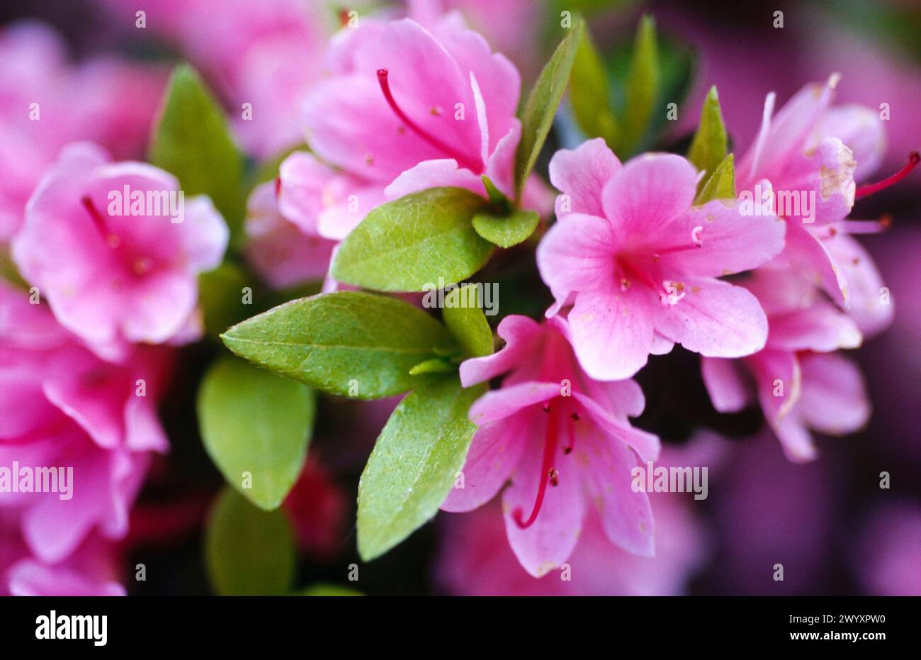 Rhododendron (Azalea mollis). Stock Photo
