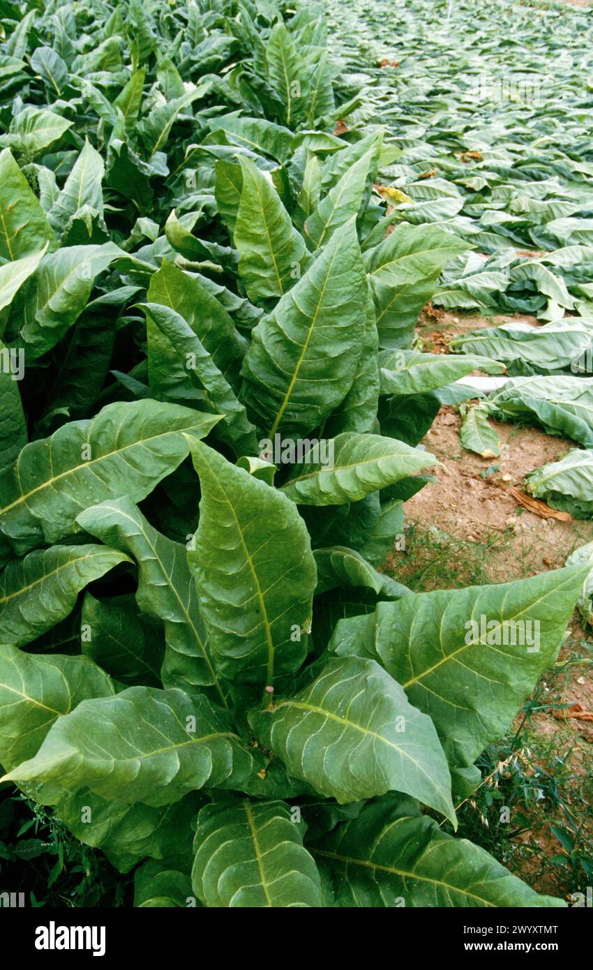 planta tobacco Tobacco planta hi-res stock photography and images