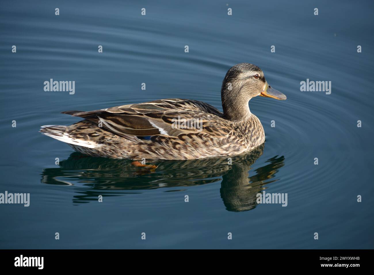 Pato de collar en estanque nadando Stock Photo