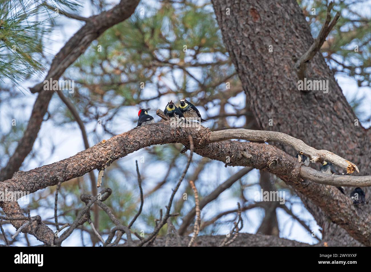 Acorn Woodpeckers in a Oak Tree in Cuyamaca Rancho State Park in California Stock Photo