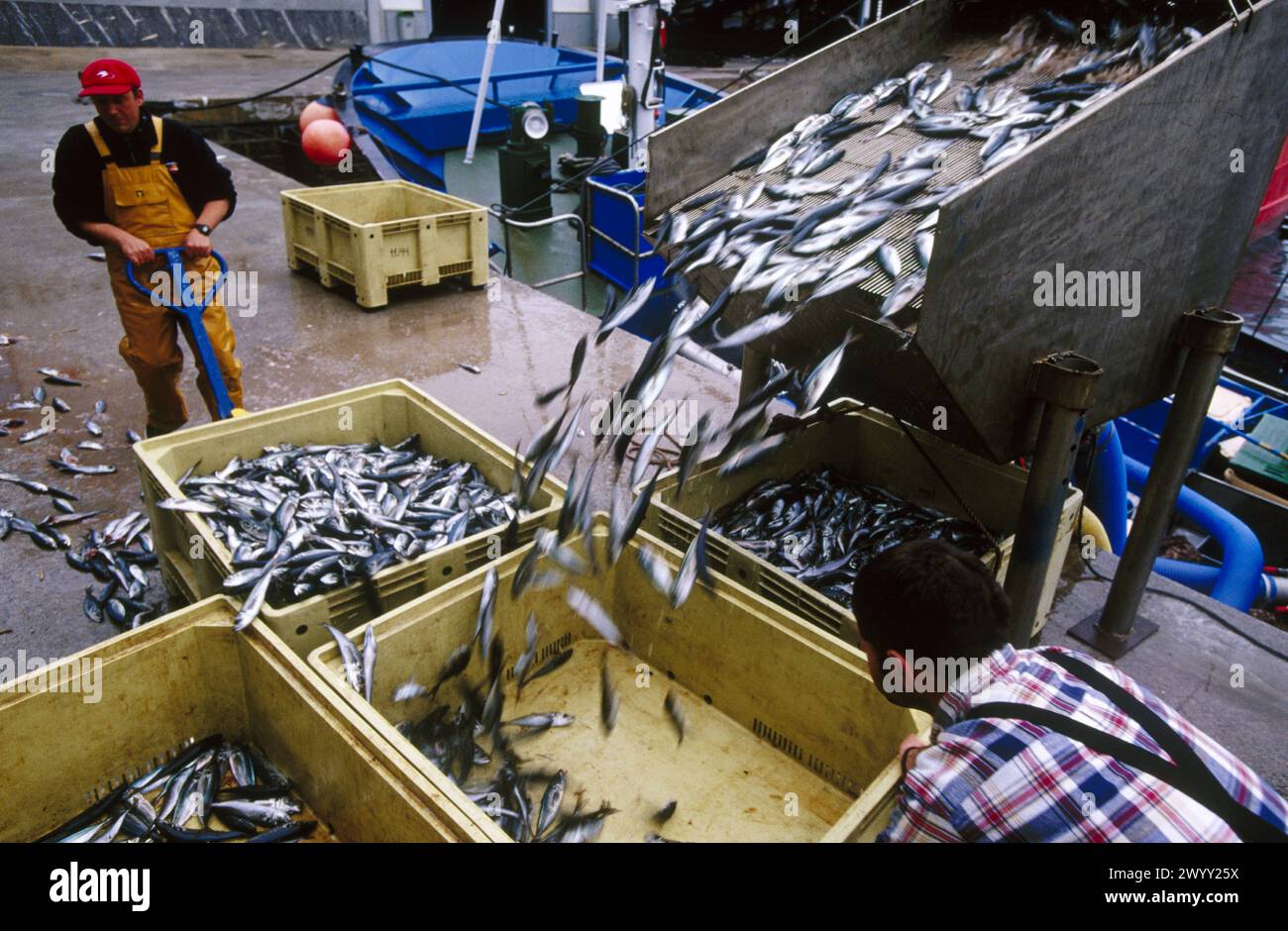 Unloading mackerels at port with a suction pump. Getaria. Spain. Stock Photo