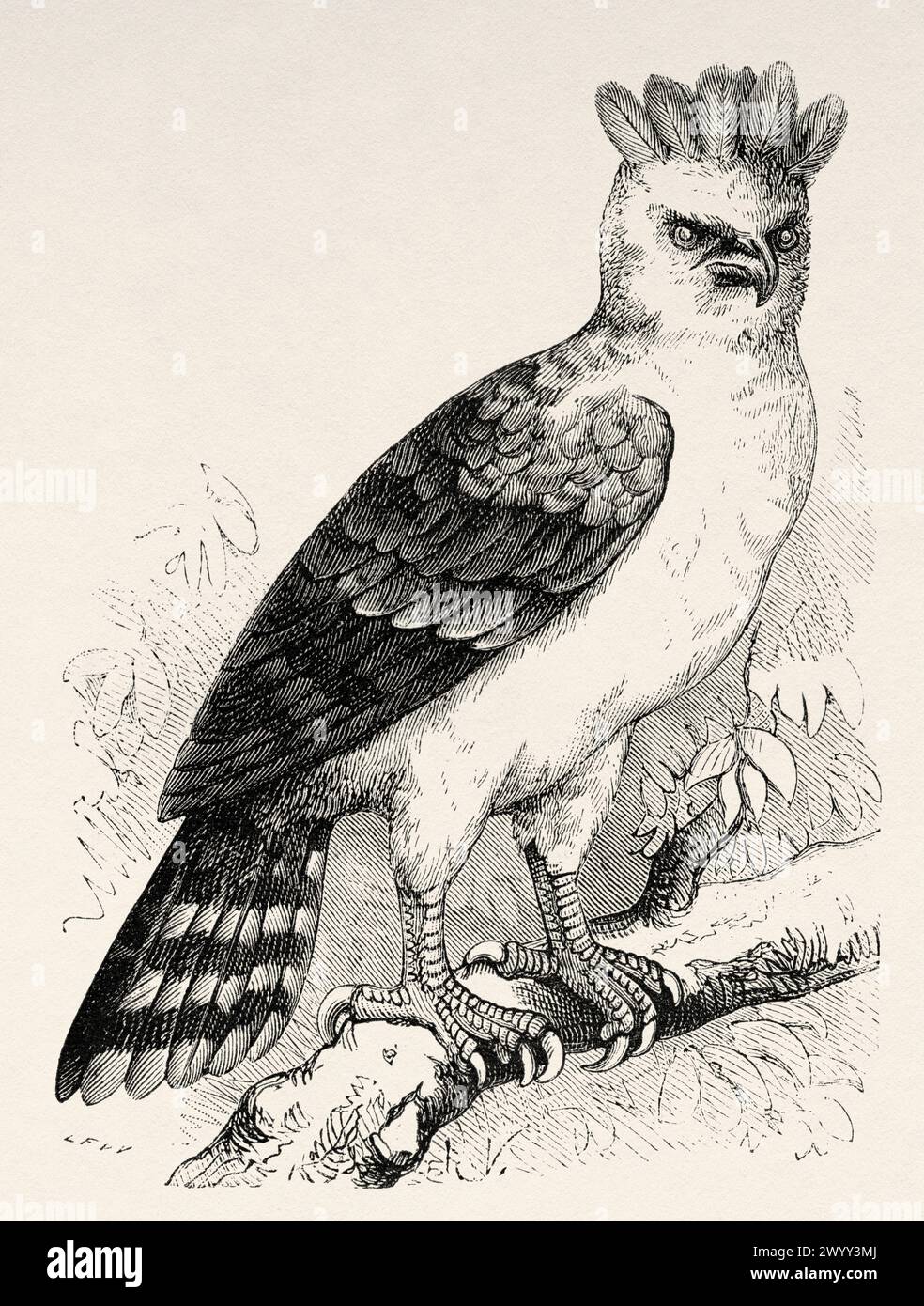 The harpy eagle. American harpy eagle is a neotropical species of eagle, French Guiana, South America. Drawing by R. Valette. From Cayenne to the Andes (1878-1879) by Jules Crevaux (1847 - 1882) Le Tour du Monde 1880 Stock Photo