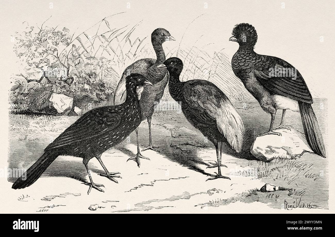 The crestless curassow. Mitu tomentosum, is a species of bird in the family Cracidae, French Guiana, South America. Drawing by R. Valette. From Cayenne to the Andes (1878-1879) by Jules Crevaux (1847 - 1882) Le Tour du Monde 1880 Stock Photo