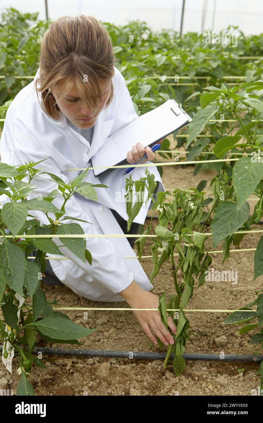 Biofumigation test: monitoring infected Gernika pepper plants, Neiker Tecnalia, Instituto de Investigación y Desarrollo Agrario, Derio, Bizkaia, Euskadi. Stock Photo