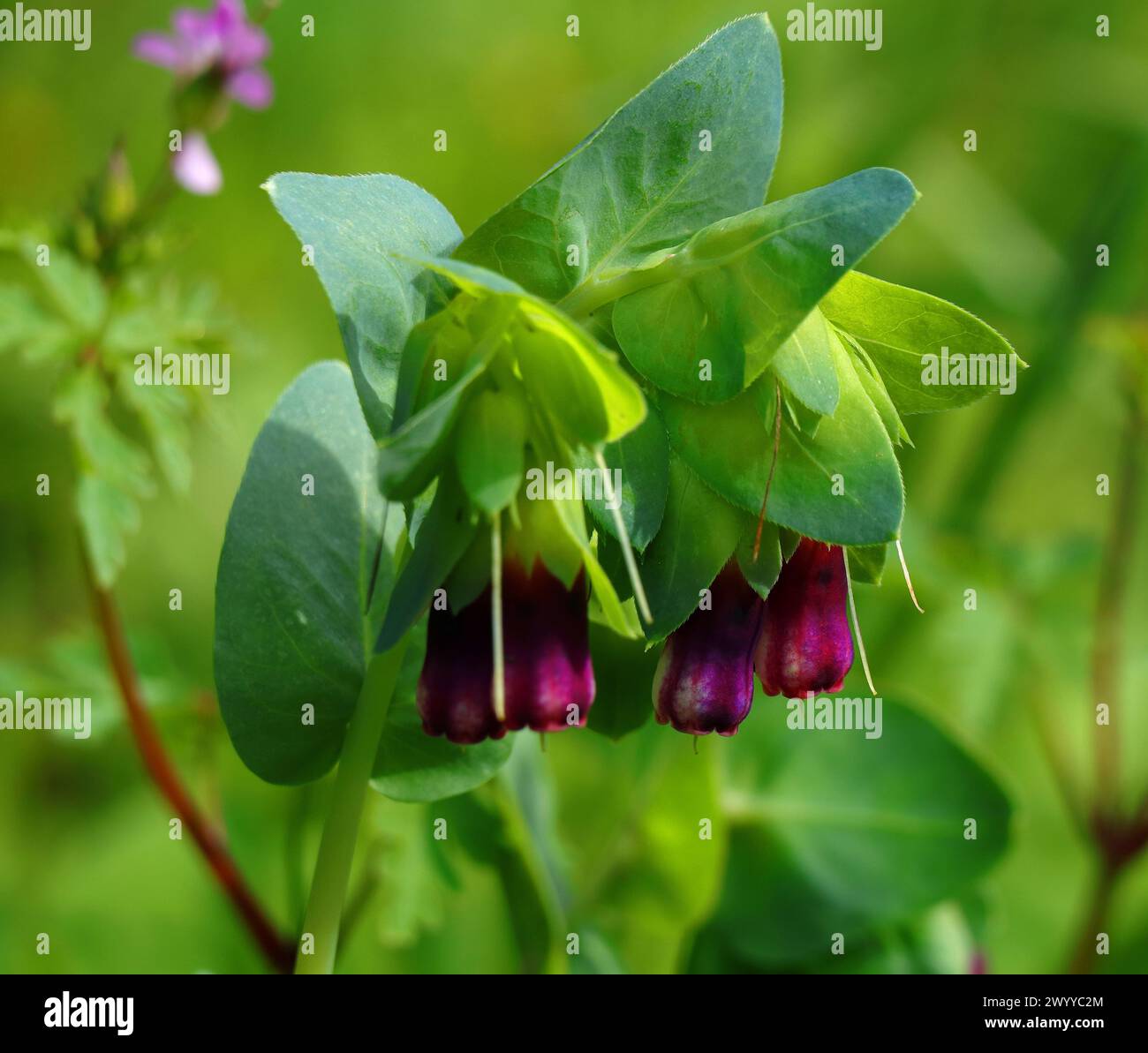 Springtime, Oeiras, Portugal. Springtime, Oeiras, Portugal. Honeywort 'Purpurascens' - Cerinthe major growing wild.'Purpurascens' - Cerinthe major gro Stock Photo