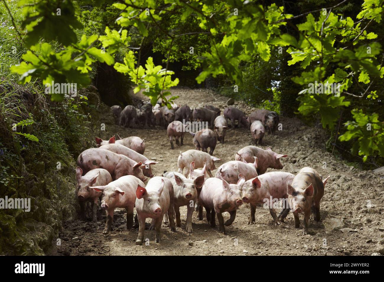 Pigs, Beizama, Guipuzcoa, Basque Country, Spain. Stock Photo