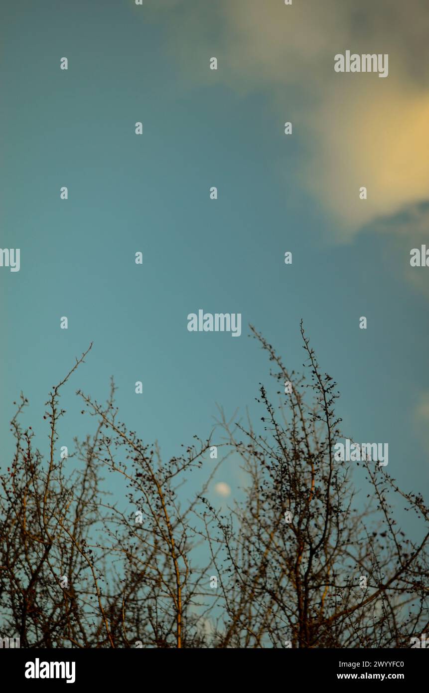 abstract and mysterious background, with branches and twigs against the blue sky, motion blur and shallow depth of field Stock Photo