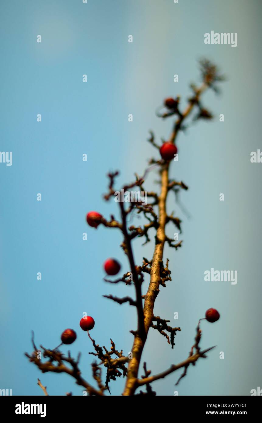 abstract and mysterious background, with branches and twigs against the blue sky, motion blur and shallow depth of field Stock Photo