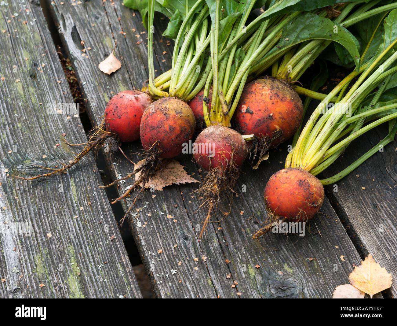 Freshly picked yellow golden beet roots, nicely displayed on a wooden table made of old rustic material. Stock Photo