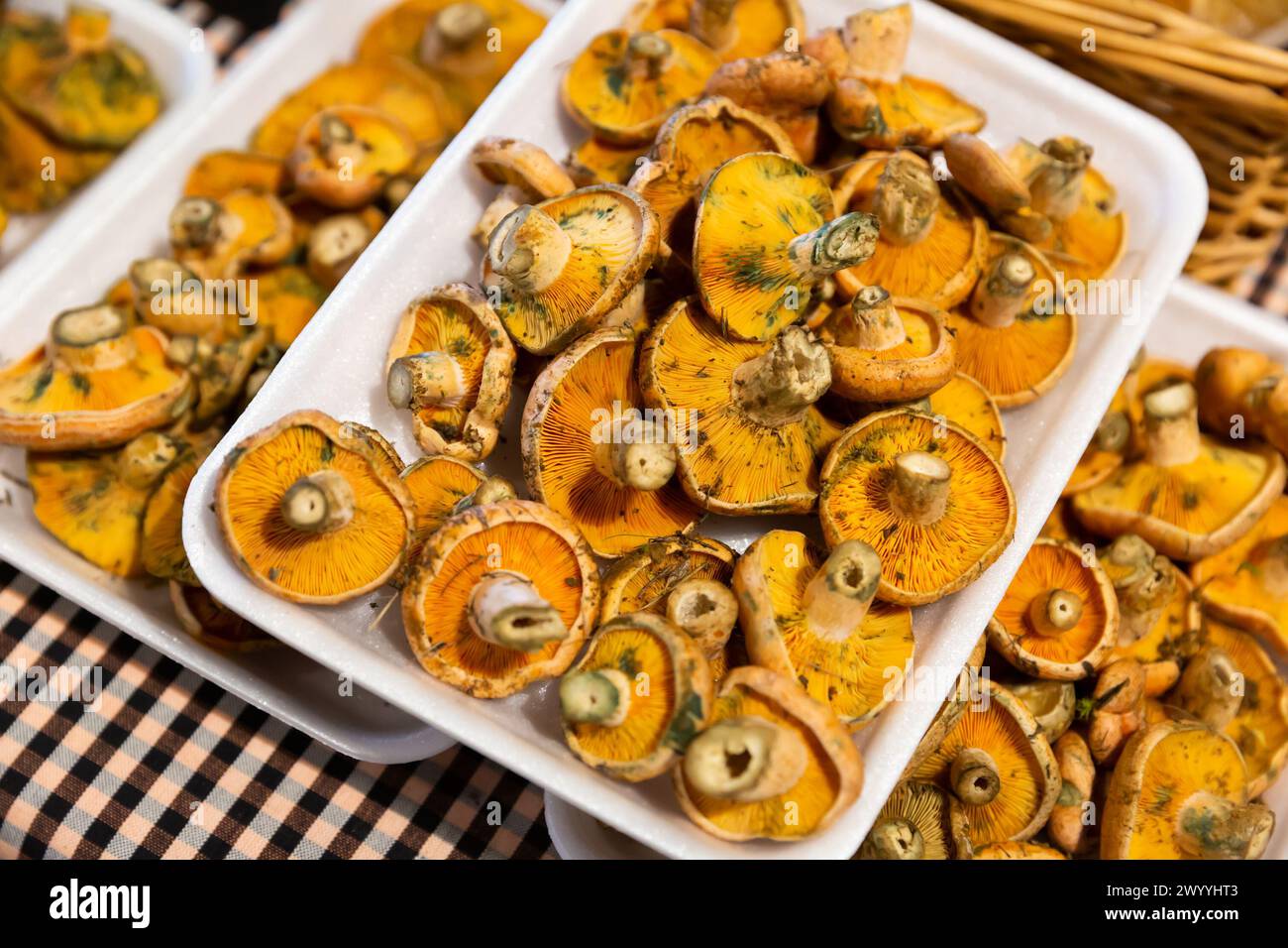 Fresh mushrooms lactarius deliciosus Stock Photo