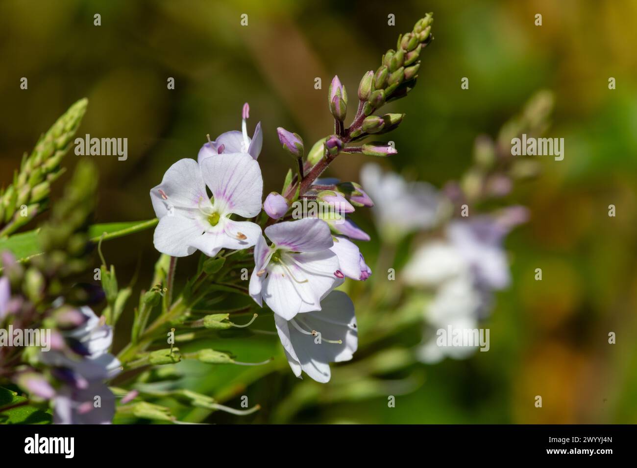Close up of parahebe pink avalanche flowers in bloom Stock Photo