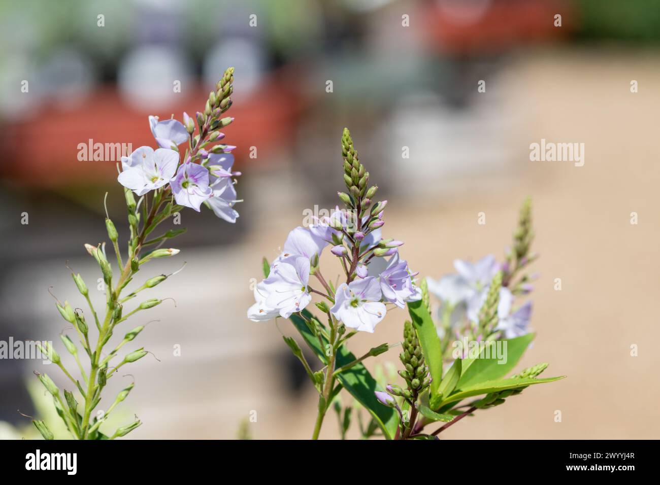 Close up of parahebe pink avalanche flowers in bloom Stock Photo