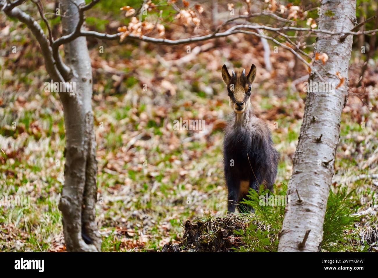 Chamois mountain goat feeding on a steep cliff with grass and trees Stock Photo