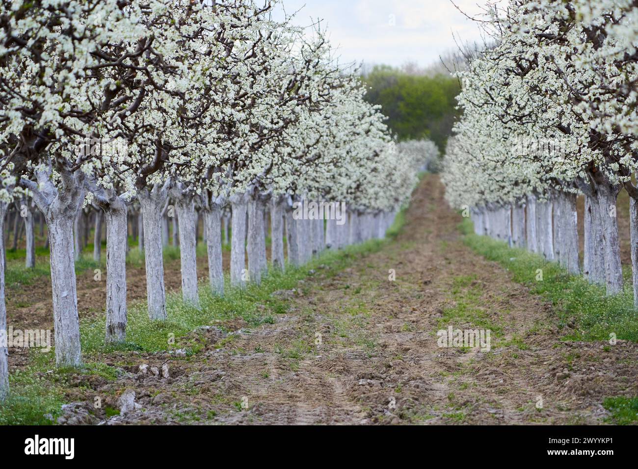 Plum orchard in bloom in the countryside late spring early summer Stock Photo