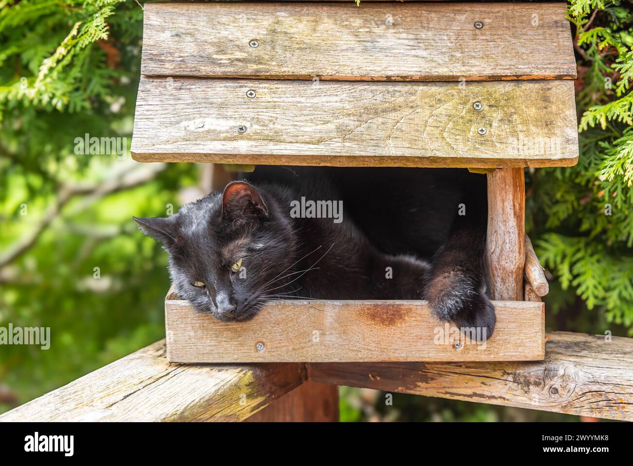 schwarze Haus Katze im Vogelhaus Stock Photo