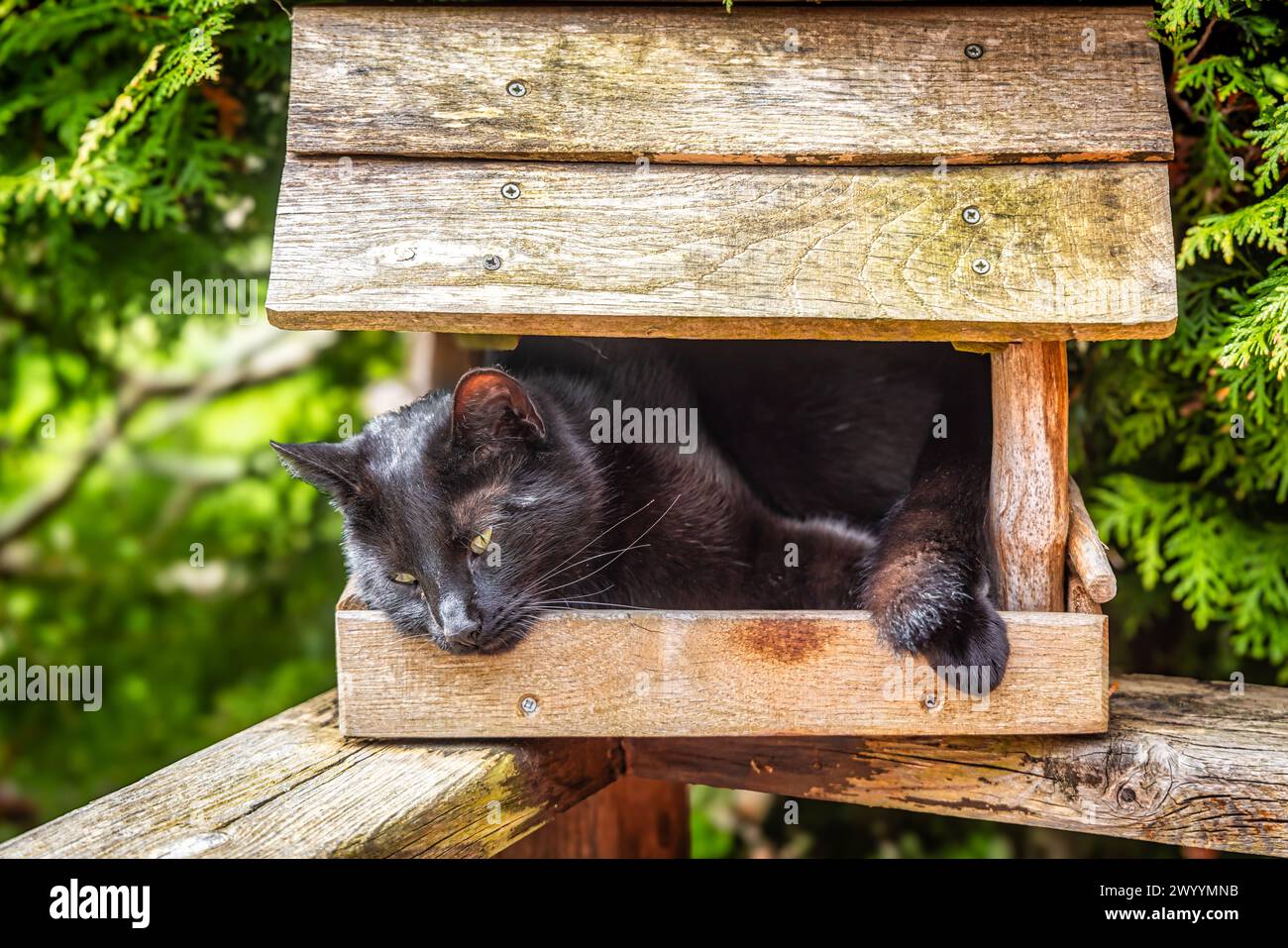 schwarze Haus Katze im Vogelhaus Stock Photo
