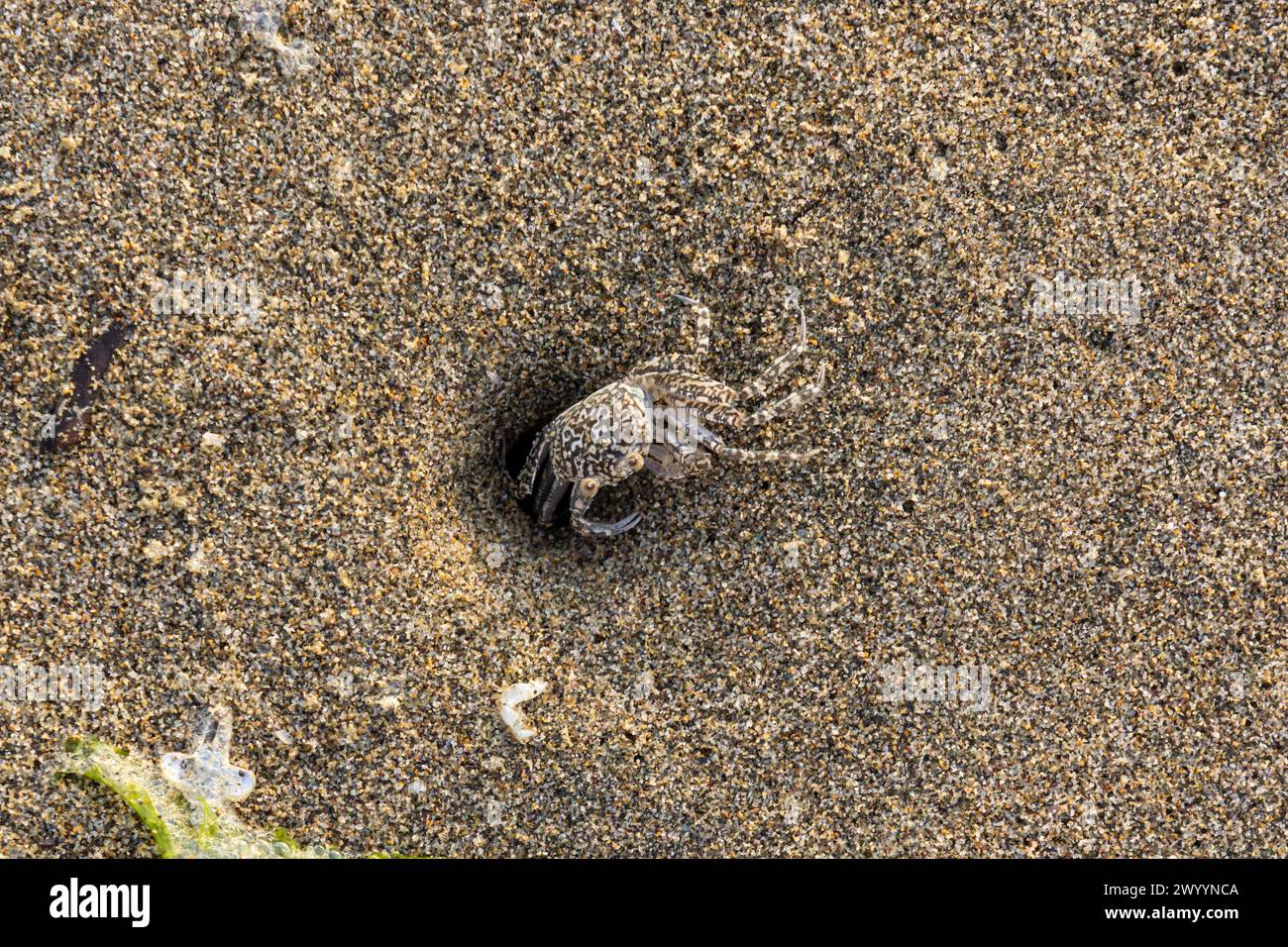 little crab in the sand at Punta Corrientes Beach in southern Lima, Peru Stock Photo