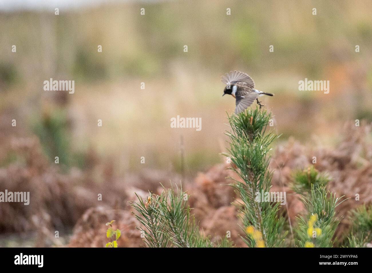 Thursley Common, Elstead. 08th April 2024. An overcast start to the day for the Home Counties. Cloudy weather over Thursley Common near Godalming in Surrey. Credit: james jagger/Alamy Live News Stock Photo