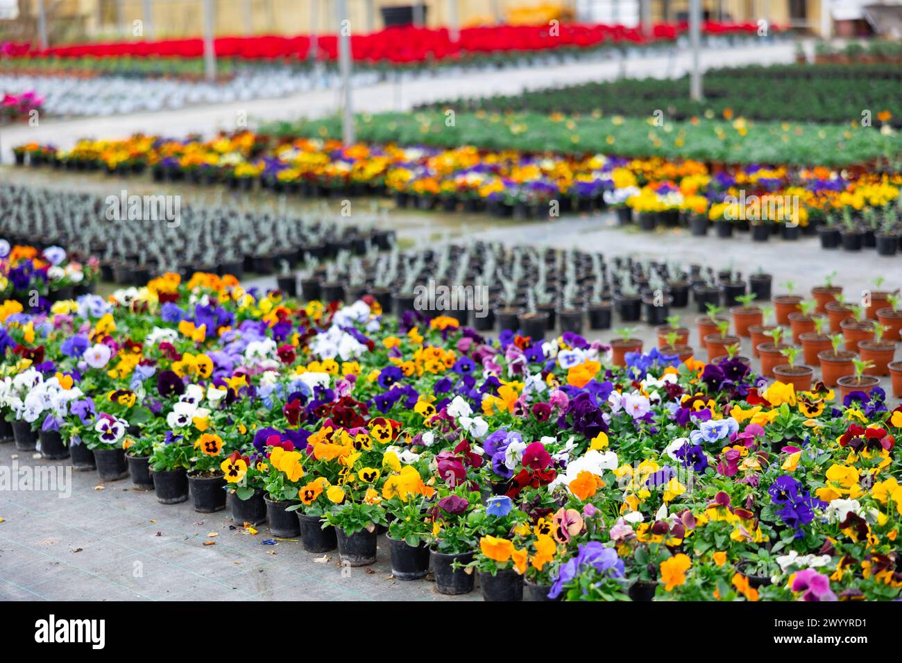 View blooming pansies growing in pots Stock Photo Alamy