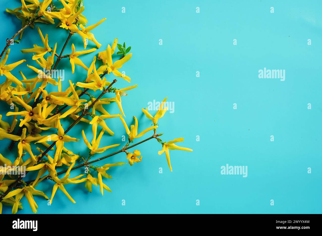 Blue yellow summer flower border hi-res stock photography and images ...