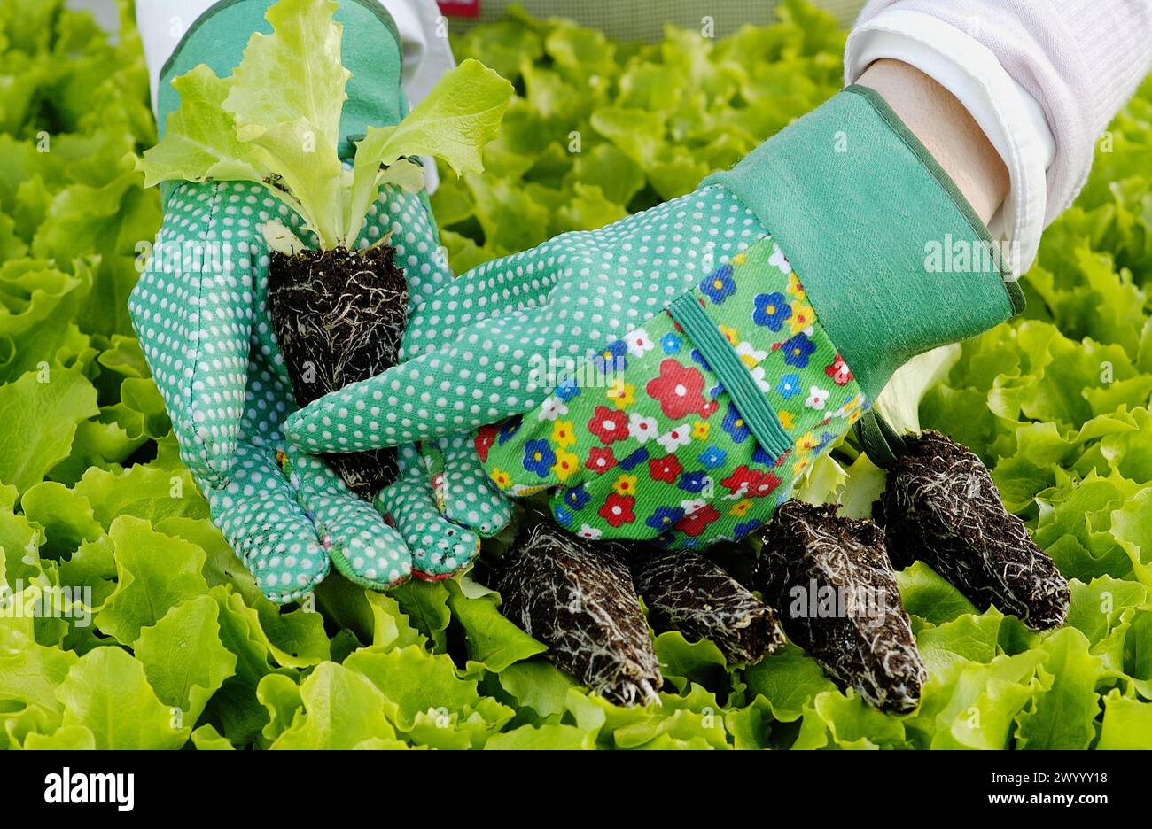 Lettuce plants, greenhouse Stock Photo Alamy