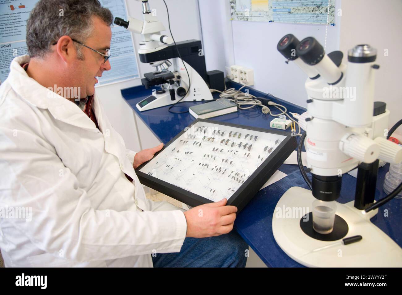 Microscope lab insects hi-res stock photography and images - Alamy