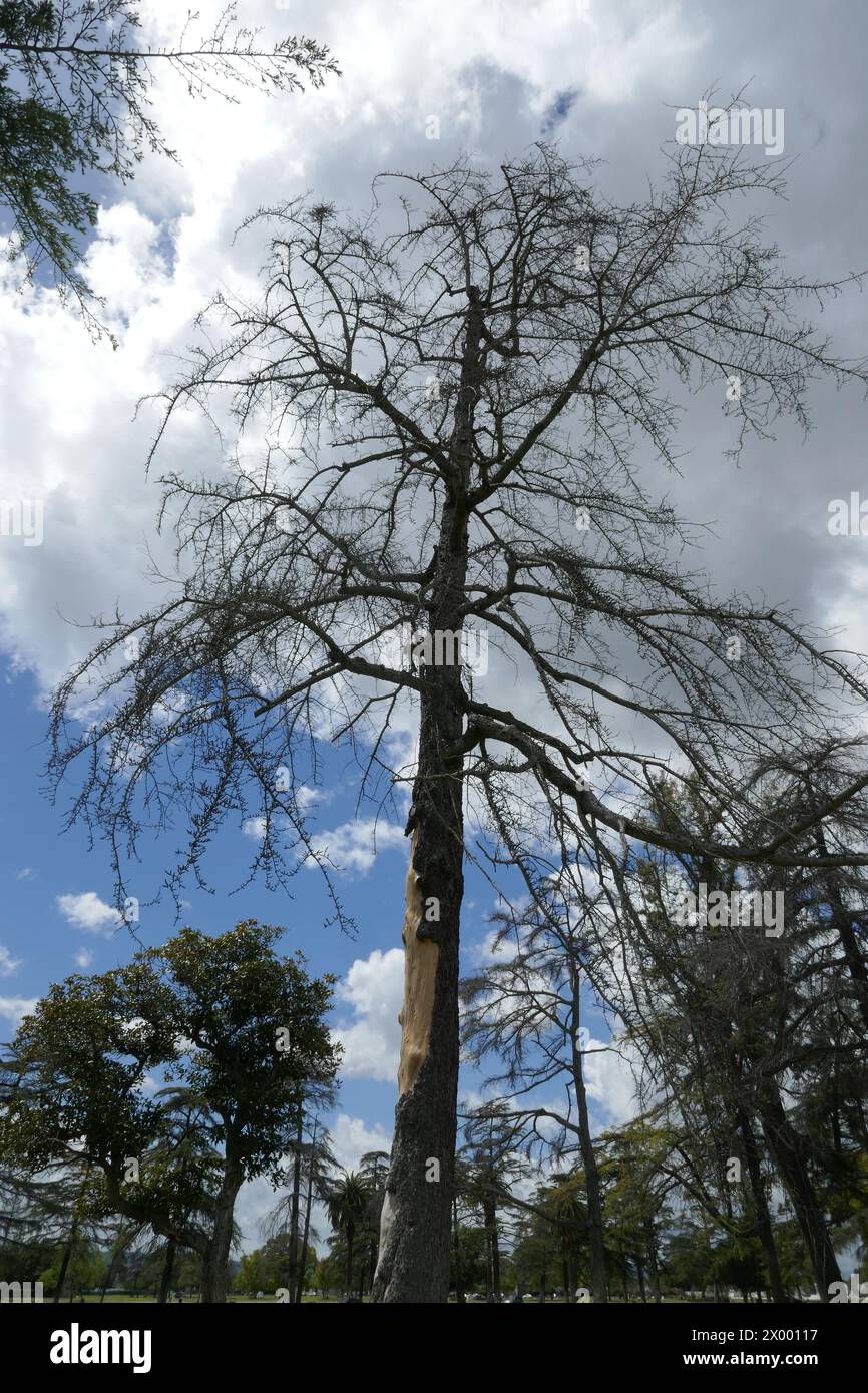 North hollywood california usa 5th april 2024 clouds and trees at