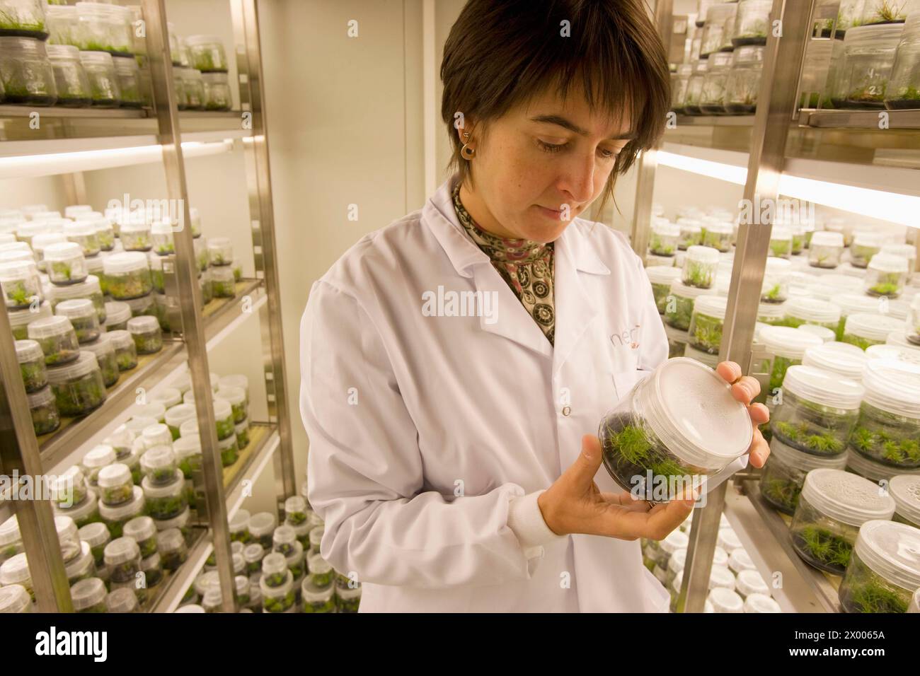 Planta de laboratorio hi-res stock photography and images - Alamy