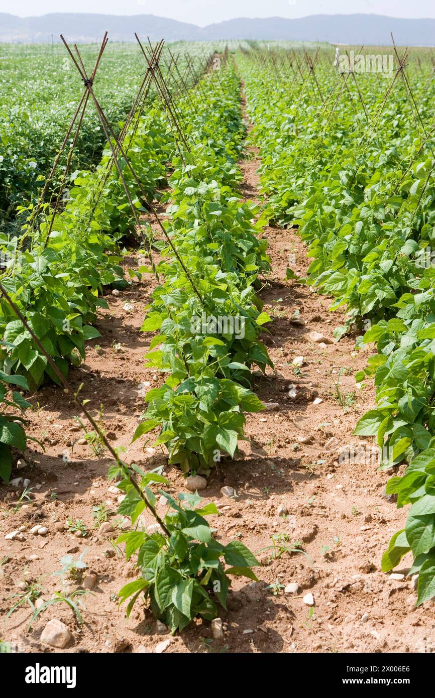 Green beans plantations. Vegetables. Oco (near Estella), Navarre, Spain. Stock Photo