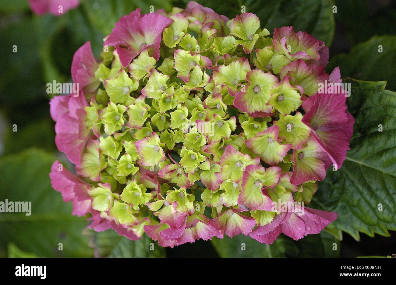 Hydrangea (Hydrangea quercifolia Stock Photo - Alamy
