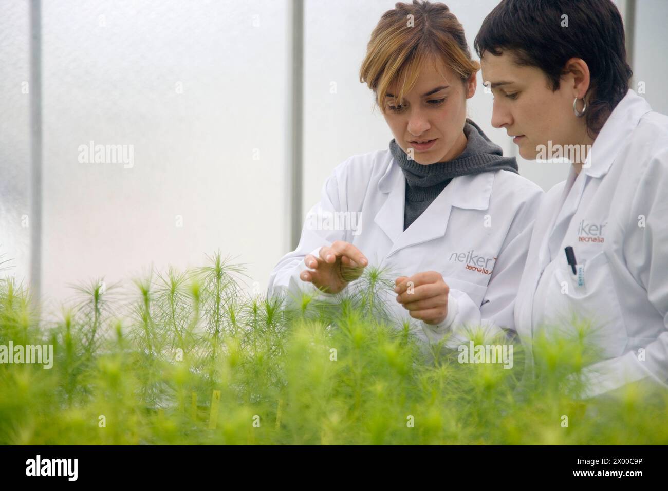 Planta de laboratorio hi-res stock photography and images - Alamy
