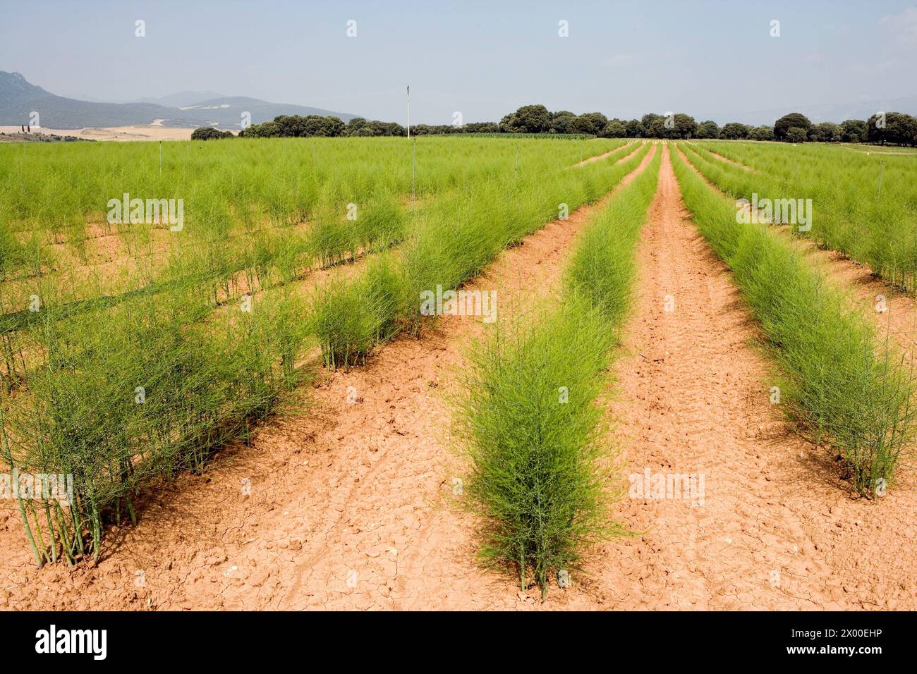 Asparagus plantation. Vegetables. Oco (near Estella), Navarre, Spain. Stock Photo