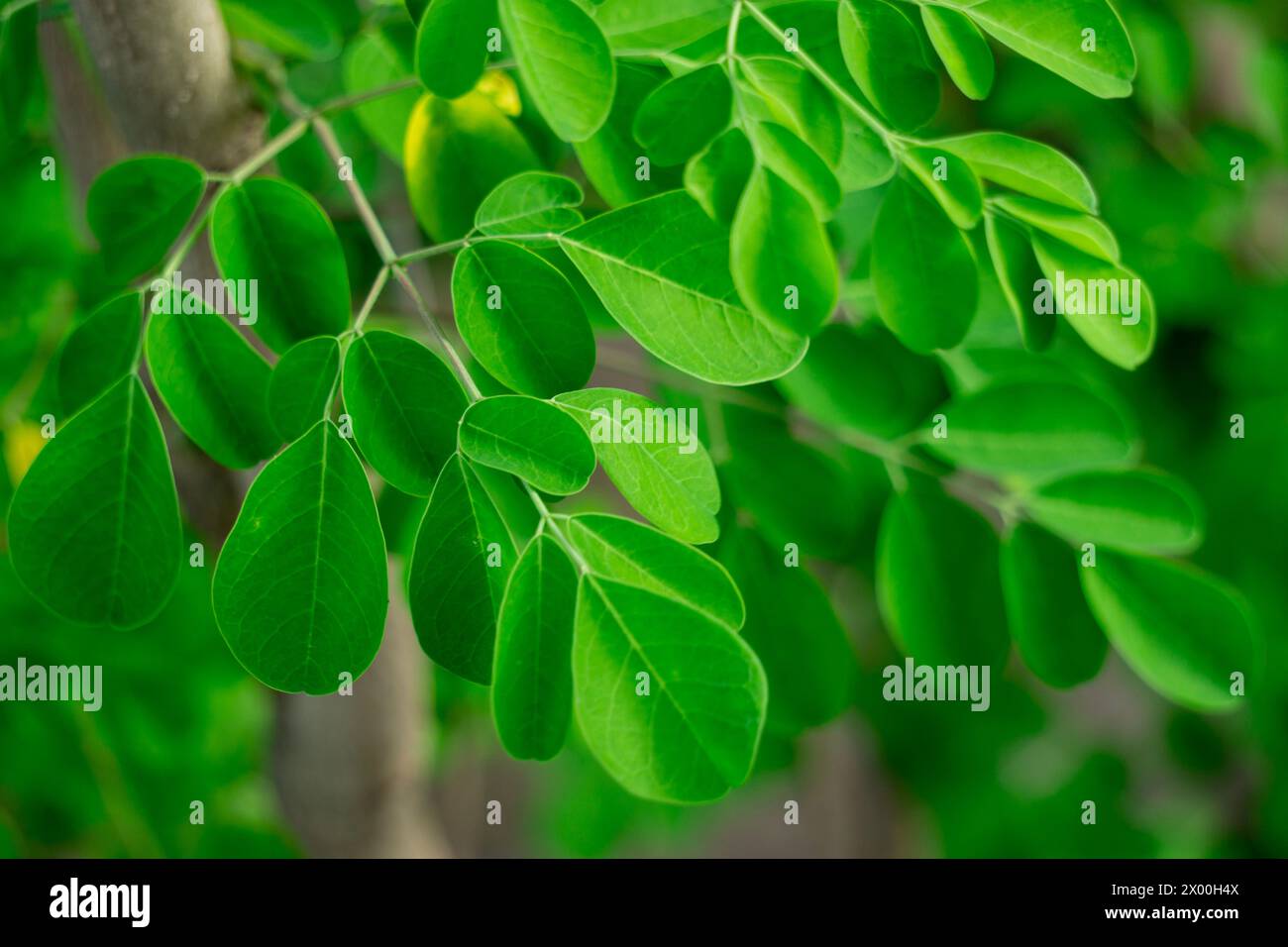 Kelor (merunggai, Moringa oleifera, drumstick tree, horseradish tree, malunggay) leaves. The leaves of this plant are usually used for cooking Stock Photo