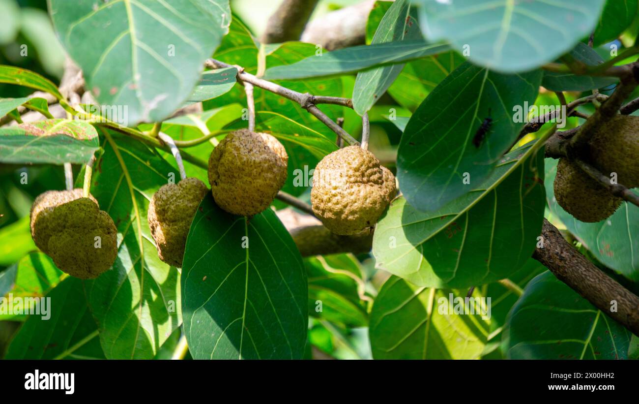 Nauclea Latifolia Also Known By Its Common Name African Peach Stock 