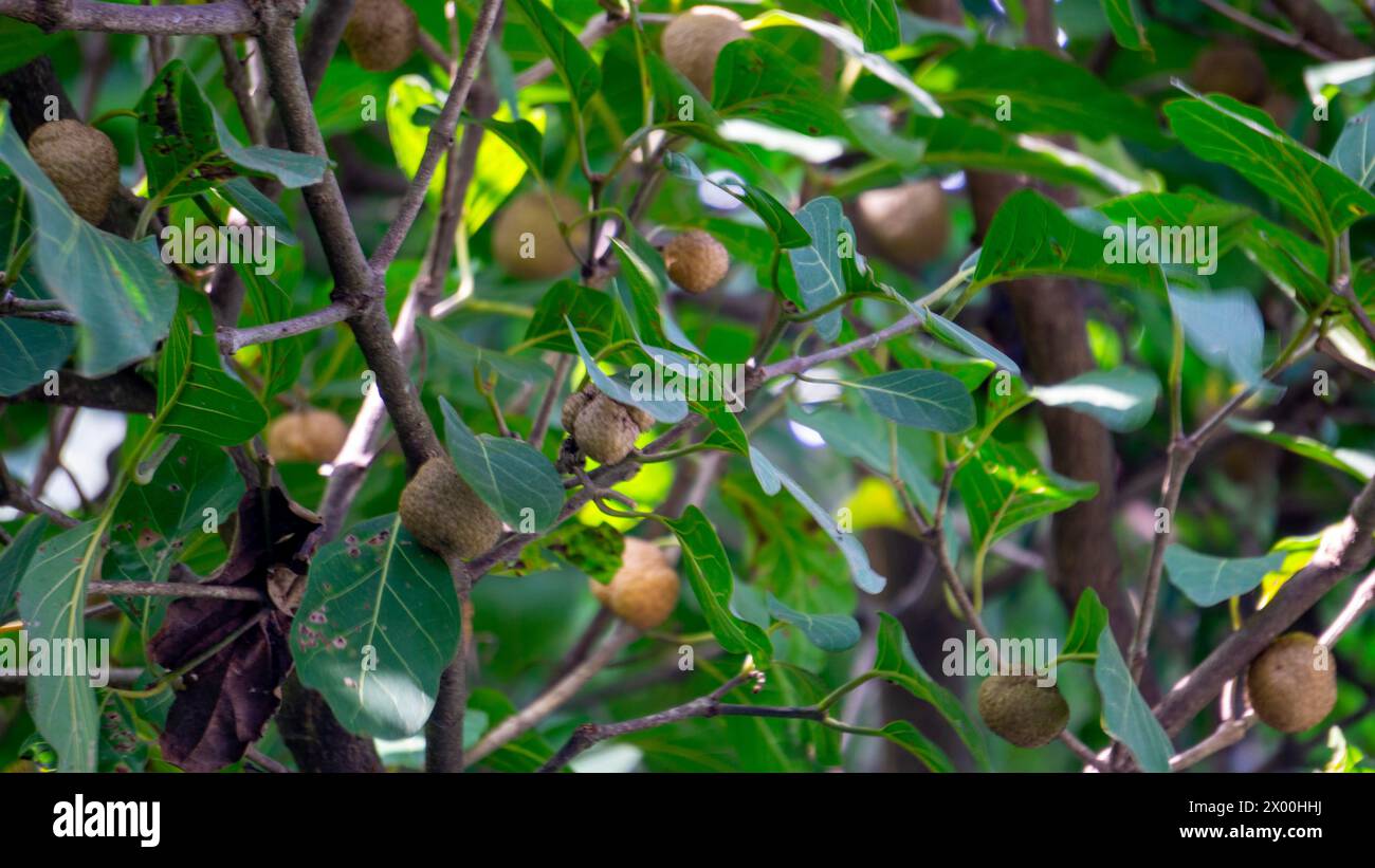 Nauclea latifolia also known by its common name African peach. Stock Photo