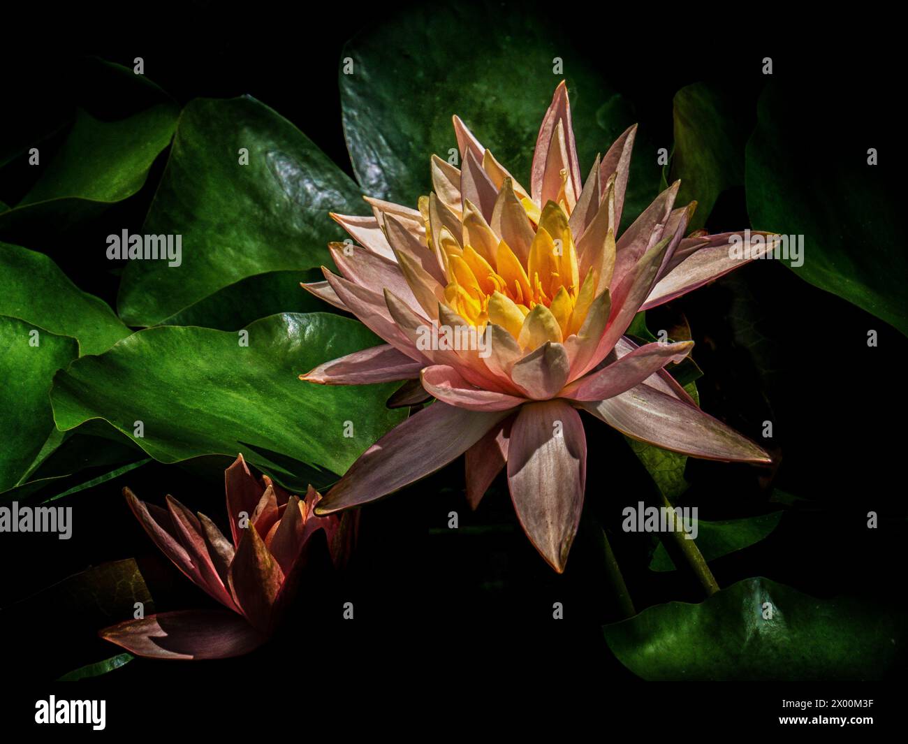 Colorfu  detailed and moody picture of a water lily growing in a pond Sierra Vista Arizona Stock Photo