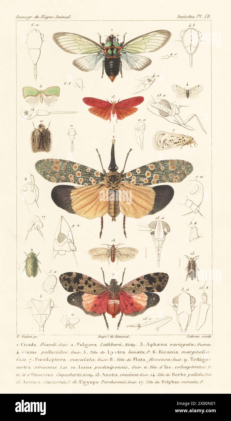 Brazilian cicada, Carineta diardi 1, lanternfly, Pyrops lathburii 2 and planthoppers, Penthicodes variegatus 3, Deribia coccinea 13, etc. Handcoloured stipple copperplate engraving by Eugene Giraud after an illustration by Felix-Edouard Guérin-Méneville from Guérin-Méneville’s Iconographie du règne animal de George Cuvier, Iconography of the Animal Kingdom by George Cuvier, J. B. Bailliere, Paris, 1829-1844. Stock Photo