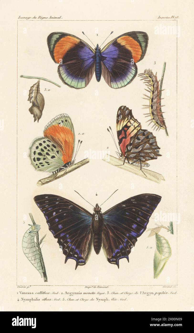 Asterope sapphira 1, Mexican silverspot, Dione moneta 2, silver-washed fritillary, Argynnis paphia 3, savannah charaxes or scarce forest emperor, Charaxes etesipe 4. Handcoloured stipple copperplate engraving by Eugene Giraud after an illustration by Felix-Edouard Guérin-Méneville from Guérin-Méneville’s Iconographie du règne animal de George Cuvier, Iconography of the Animal Kingdom by George Cuvier, J. B. Bailliere, Paris, 1829-1844. Stock Photo