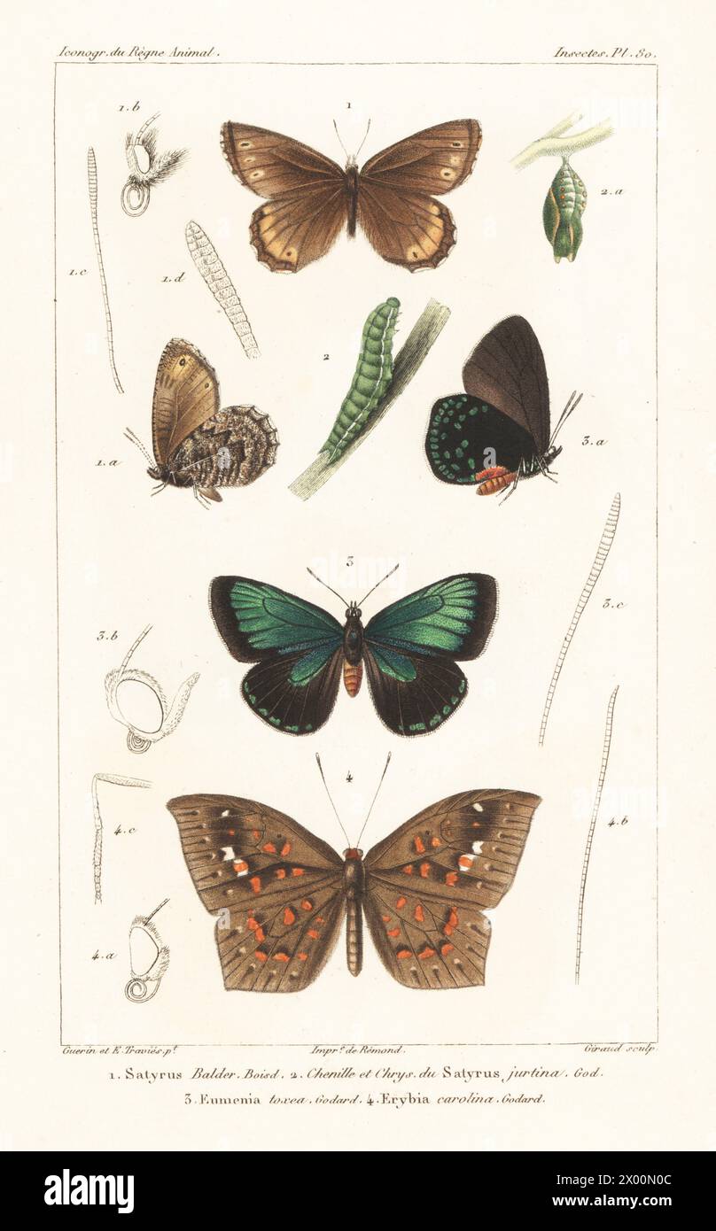 Balder's arctic, butterfly, larva and pupa, Oeneis balderi 1,2, Mexican cycadian, Euminia toxea 3, and Eurybia carolina 4. Handcoloured stipple copperplate engraving by Eugene Giraud after an illustration by Felix-Edouard Guérin-Méneville and Édouard Traviès from Guérin-Méneville’s Iconographie du règne animal de George Cuvier, Iconography of the Animal Kingdom by George Cuvier, J. B. Bailliere, Paris, 1829-1844. Stock Photo